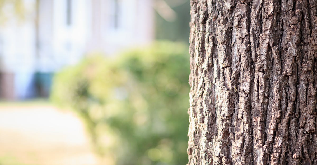 Tree Risk Assessment